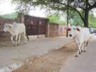 dsc00932_small.jpg