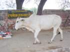 dsc00933_small.jpg