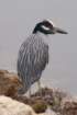 dsc00588_small.jpg