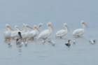 dsc00654_small.jpg