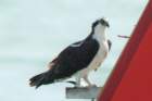 dsc01352_small.jpg