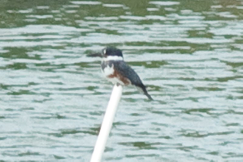 DSC01453 dsc01453.jpg
