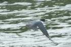 dsc01461_small.jpg
