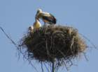 dsc00265_small.jpg