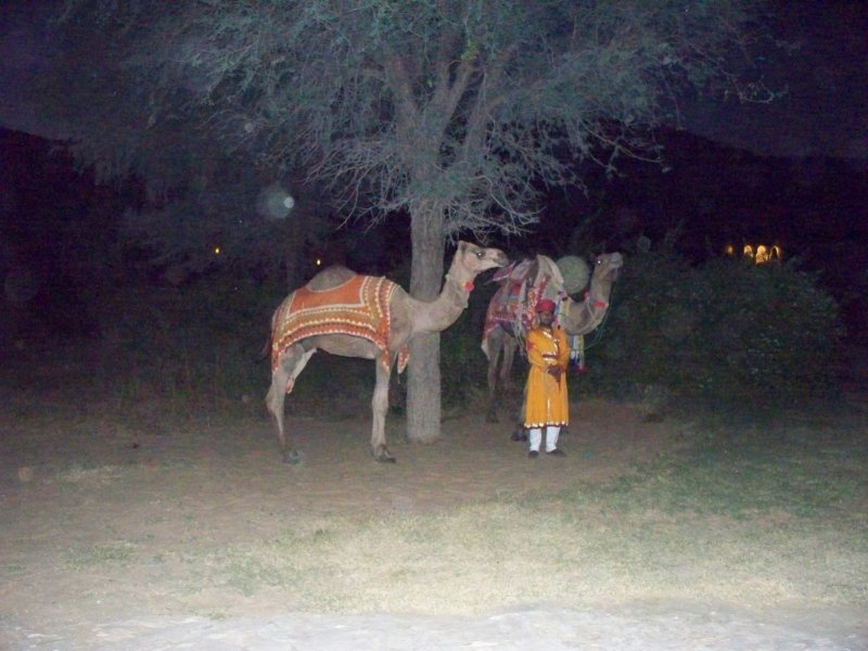 078 Camels at Elephant Safari camelsatelephantsafari.jpg