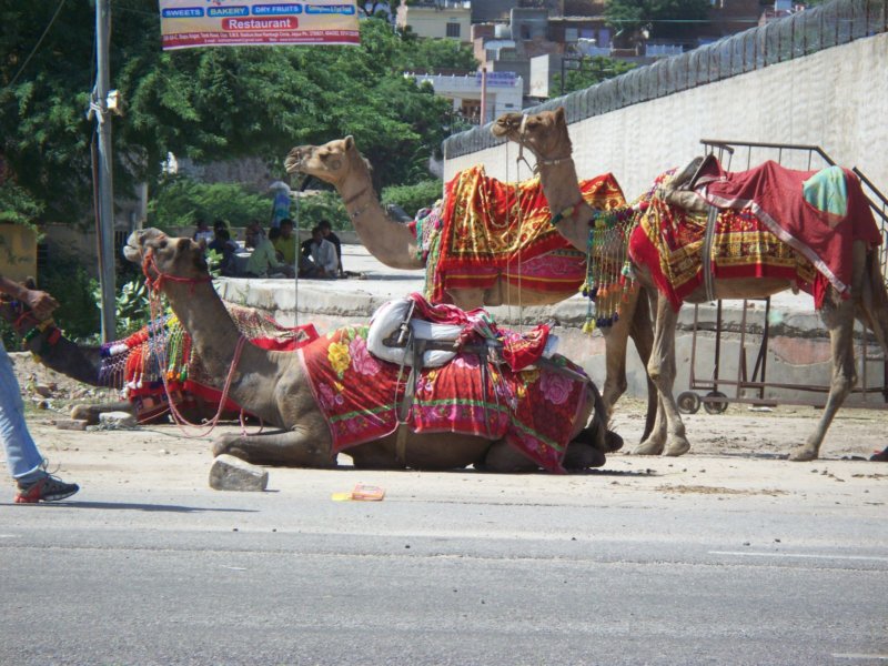 066 Camels in Jaipur camelsinjaipur.jpg