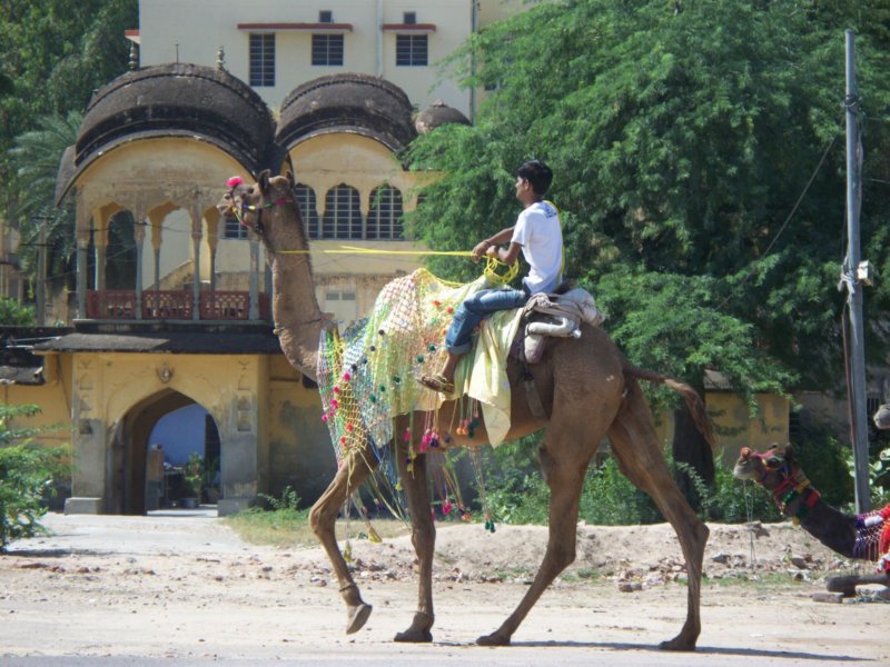 067 Camels in Jaipur camelsinjaipur2.jpg