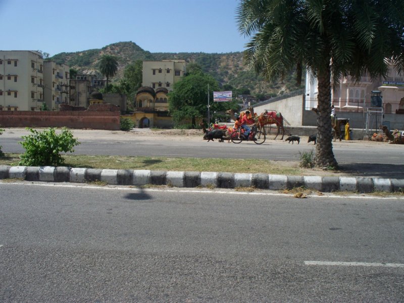 064 Pigs in Jaipur pigsinjaipur.jpg