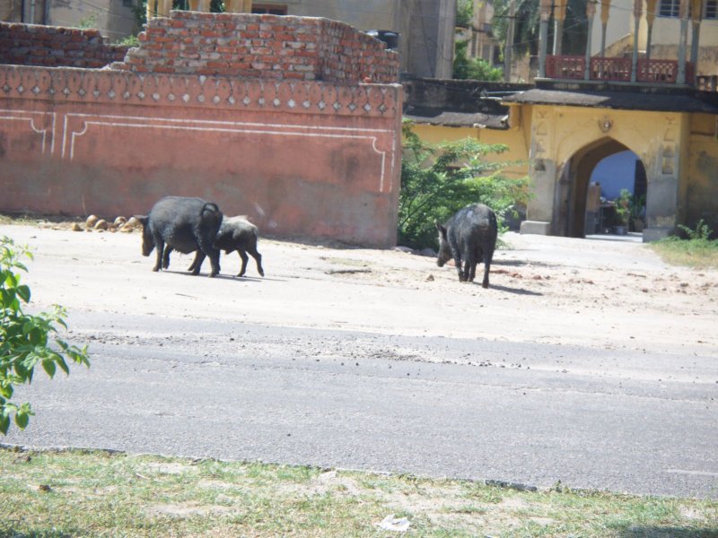 065 Pigs in Jaipur pigsinjaipur2.jpg