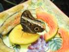 dsc00931_small.jpg