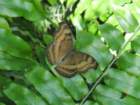 dsc00935_small.jpg