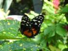 dsc00939_small.jpg