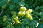 dsc06083_small.jpg