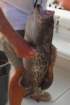 dsc01098_small.jpg