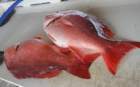 dsc01108_small.jpg