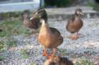 dsc07277_small.jpg