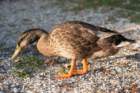 dsc07284_small.jpg