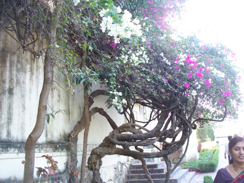 100_4486 _4486.jpg