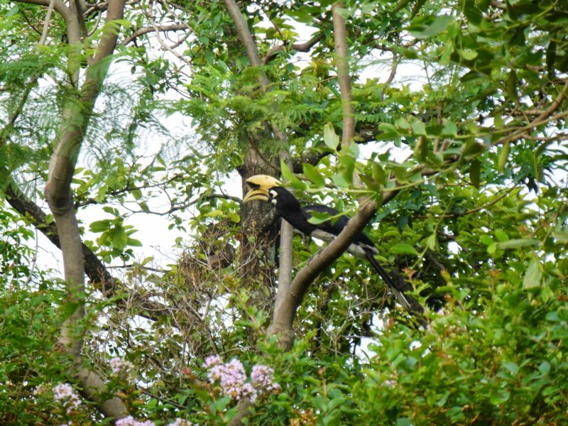 34-Ananda-Hornbill anandahornbill.jpg