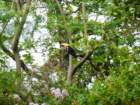 anandahornbill_small.jpg