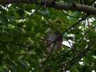 anandamonkey_small.jpg