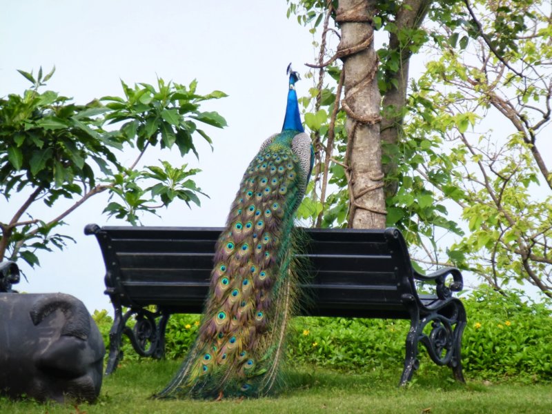 Ananda-Peacock10 anandapeacock10.jpg