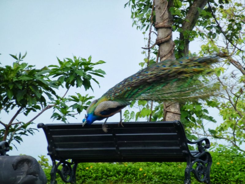Ananda-Peacock11 anandapeacock11.jpg