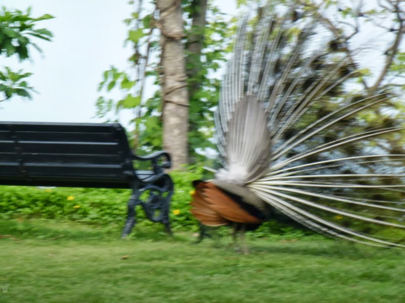 Ananda-Peacock13 anandapeacock13.jpg