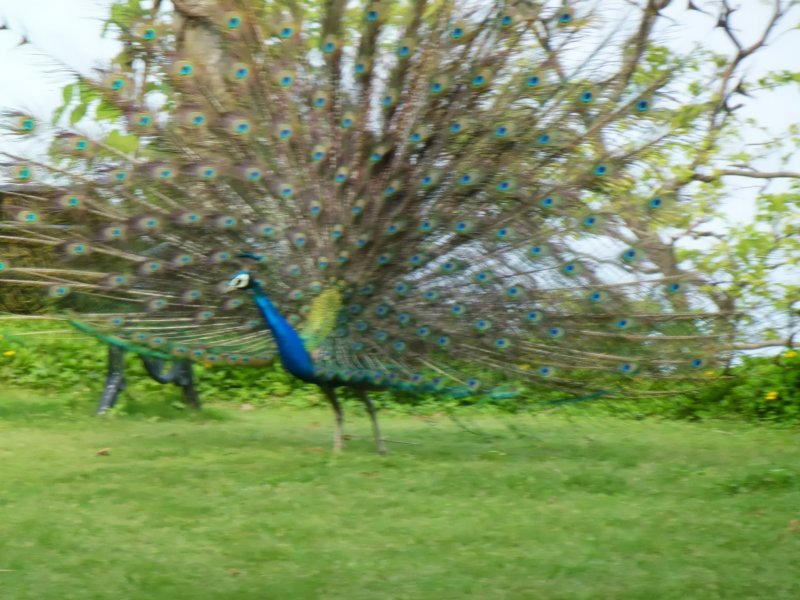 Ananda-Peacock14 anandapeacock14.jpg