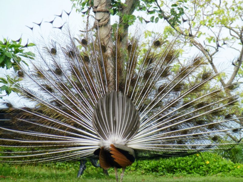 Ananda-Peacock15 anandapeacock15.jpg