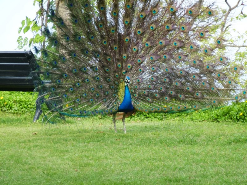 Ananda-Peacock16 anandapeacock16.jpg