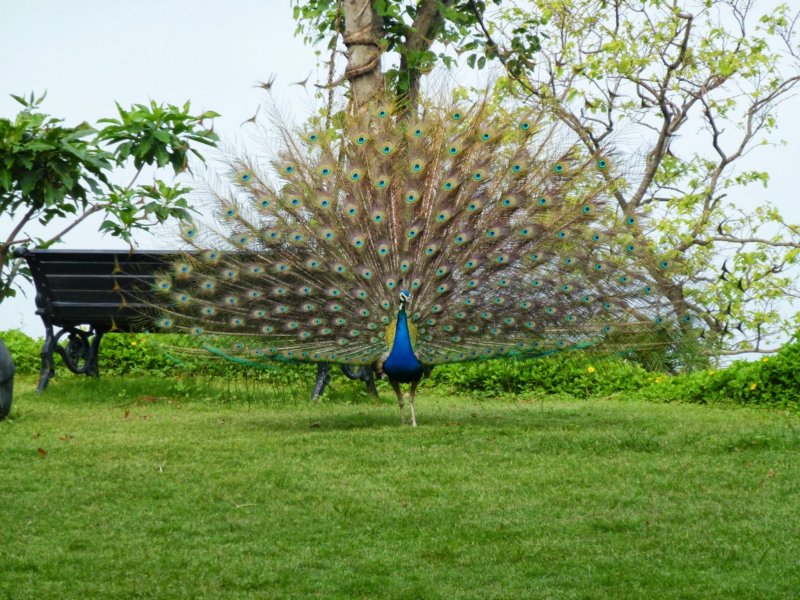 Ananda-Peacock17 anandapeacock17.jpg