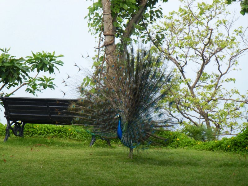 Ananda-Peacock18 anandapeacock18.jpg