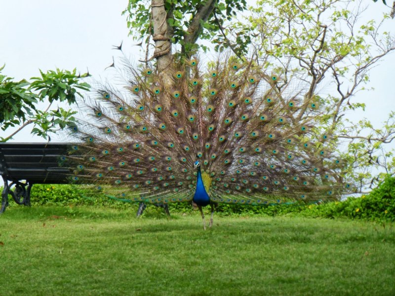 Ananda-Peacock19 anandapeacock19.jpg