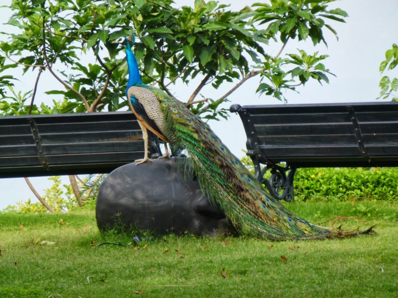 Ananda-Peacock2 anandapeacock2.jpg