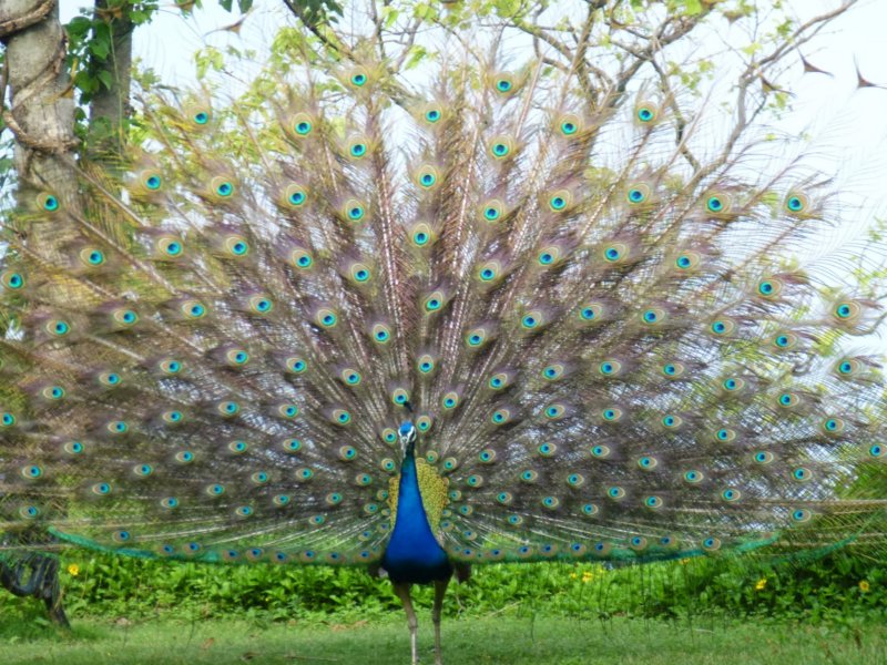 Ananda-Peacock20 anandapeacock20.jpg