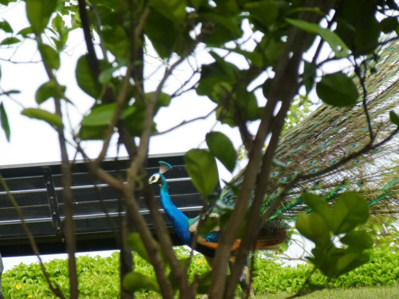Ananda-Peacock21 anandapeacock21.jpg