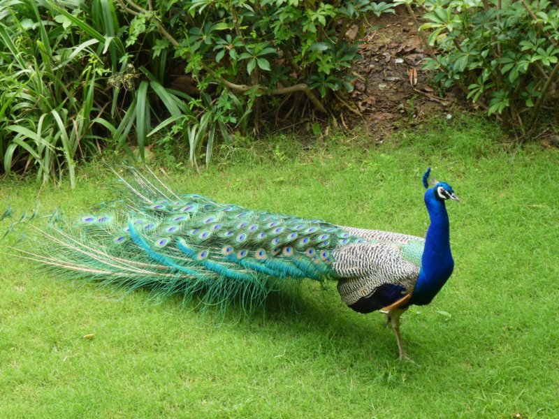 Ananda-Peacock24 anandapeacock24.jpg
