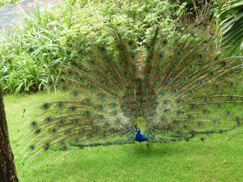 Ananda-Peacock25 anandapeacock25.jpg