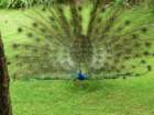 anandapeacock26_small.jpg