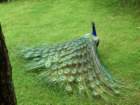 anandapeacock27_small.jpg