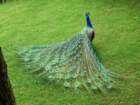 anandapeacock28_small.jpg