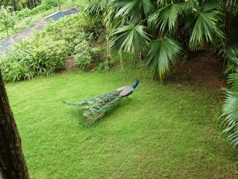 Ananda-Peacock29 anandapeacock29.jpg