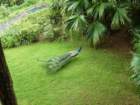 anandapeacock29_small.jpg