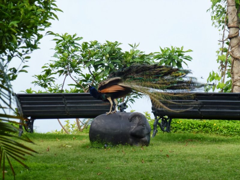 Ananda-Peacock3 anandapeacock3.jpg