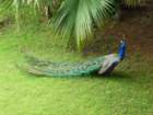anandapeacock30_small.jpg