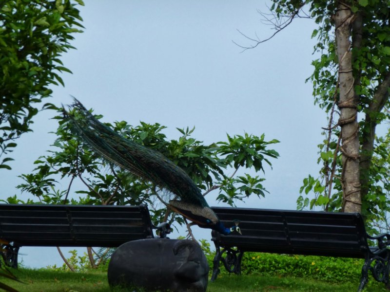 Ananda-Peacock4 anandapeacock4.jpg