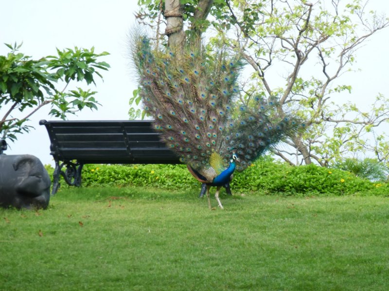 Ananda-Peacock5 anandapeacock5.jpg