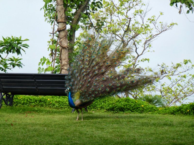 Ananda-Peacock6 anandapeacock6.jpg