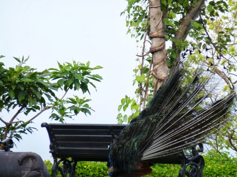 Ananda-Peacock7 anandapeacock7.jpg